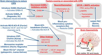 Review of the Role of the Brain in Chemotherapy-Induced Peripheral Neuropathy